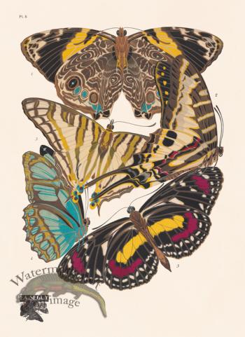 Seguy Butterfly 05